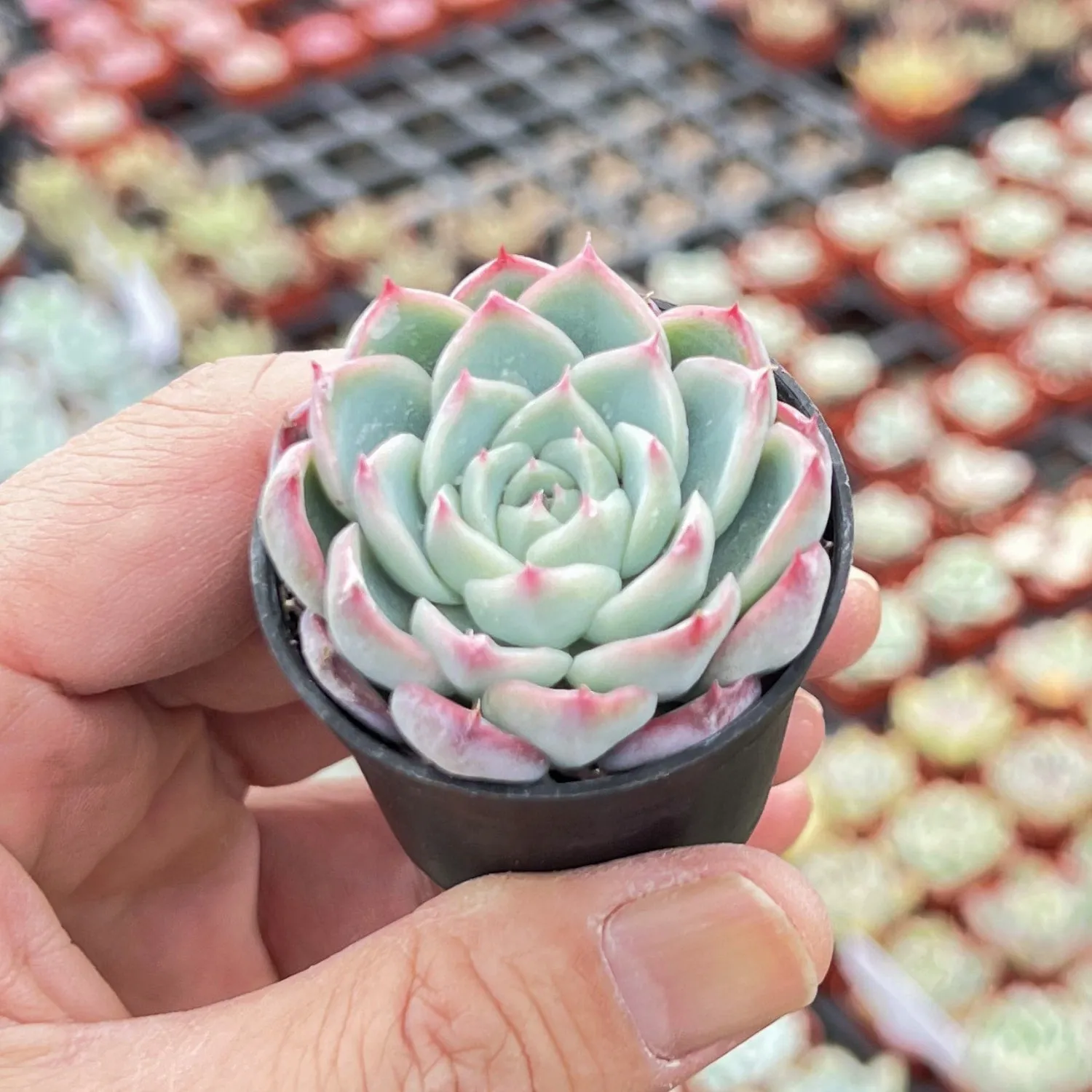 Echeveria 'Pink Crystal'