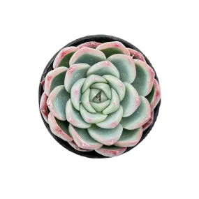 Echeveria 'Pink Crystal'