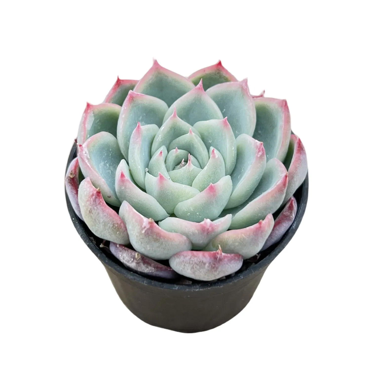 Echeveria 'Pink Crystal'